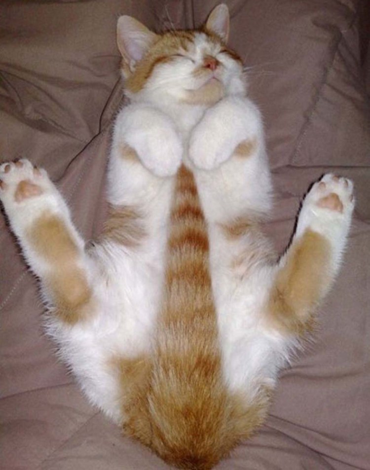 Кот с хвостом смешные