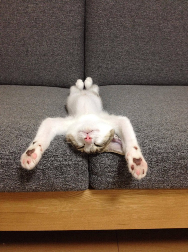Коты спят в смешных позах