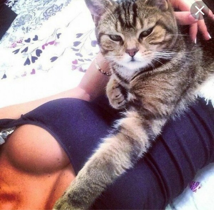 Кот на груди