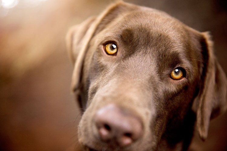 Реклама Педигри порода собаки