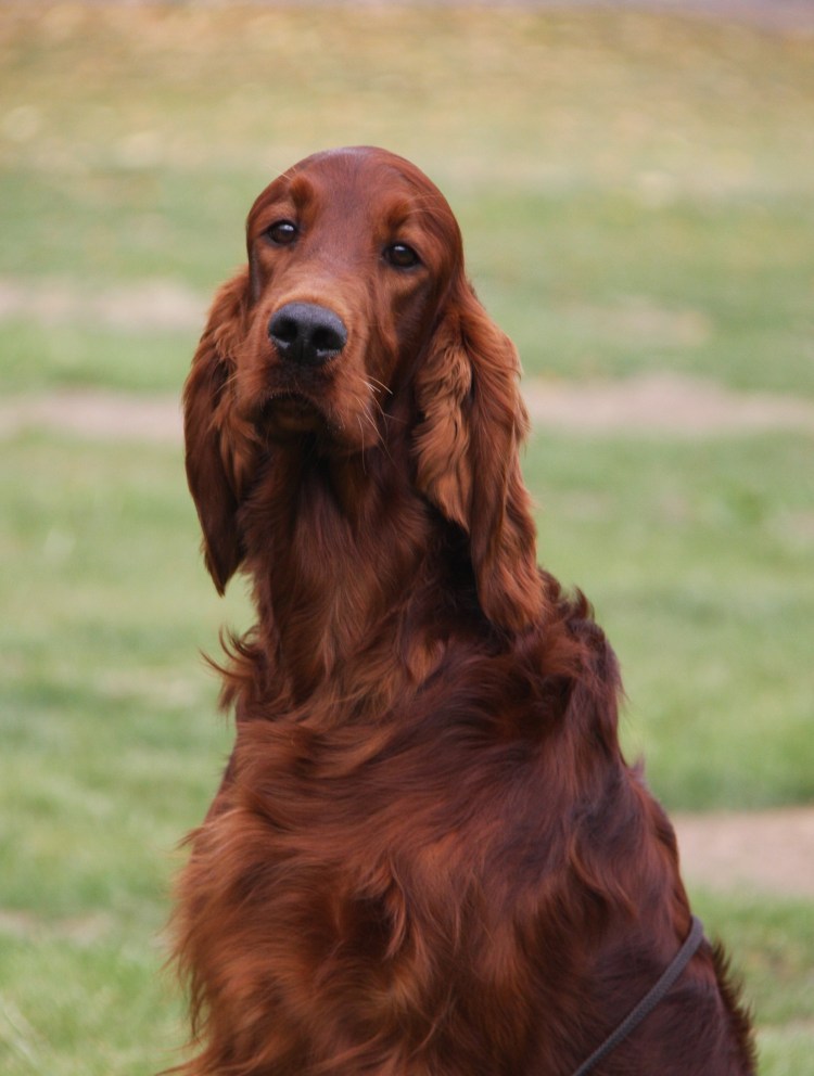 Ирландский сеттер