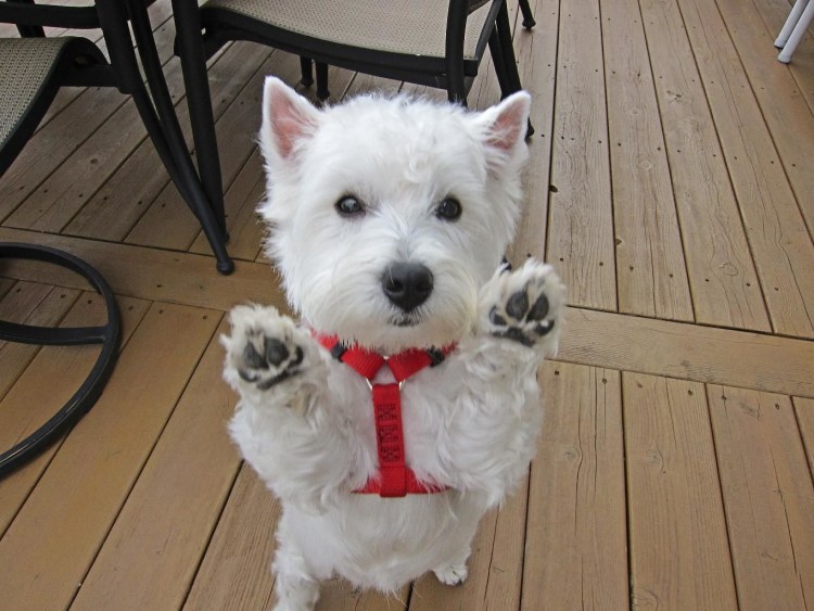 Собаки породы Вест хайленд Вайт терьер
