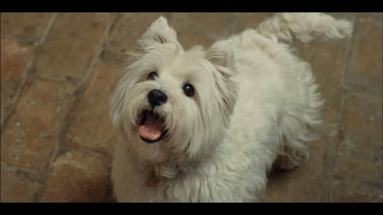 Белая собака из рекламы