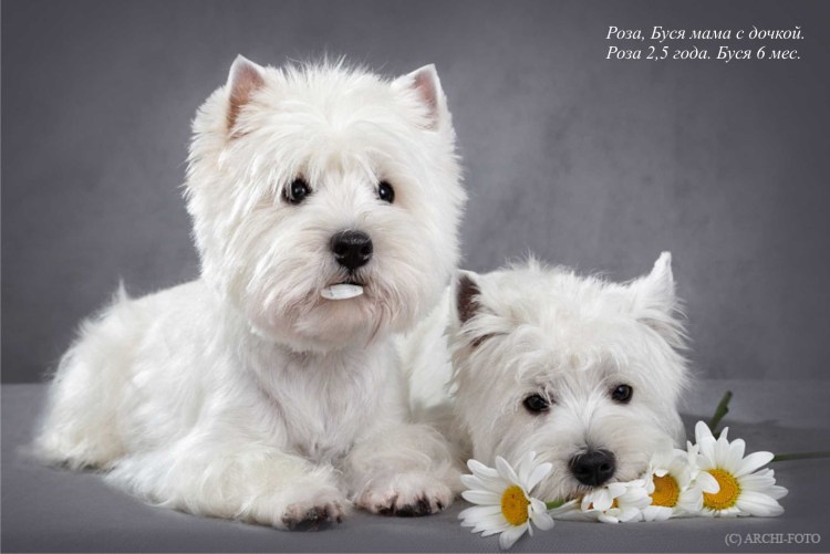 Уайт хендлер терьер