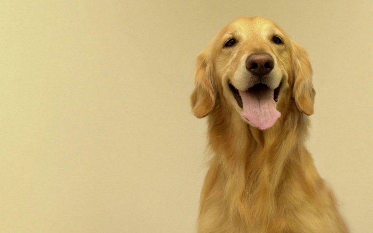 Порода собаки из рекламы Педигри