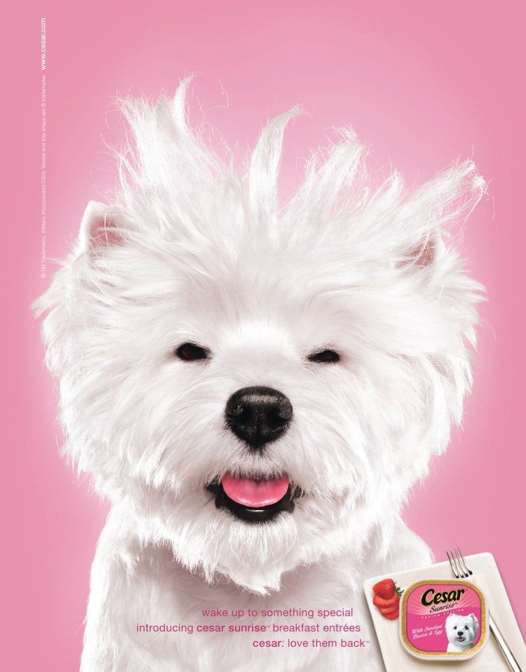 Белая собака из рекламы