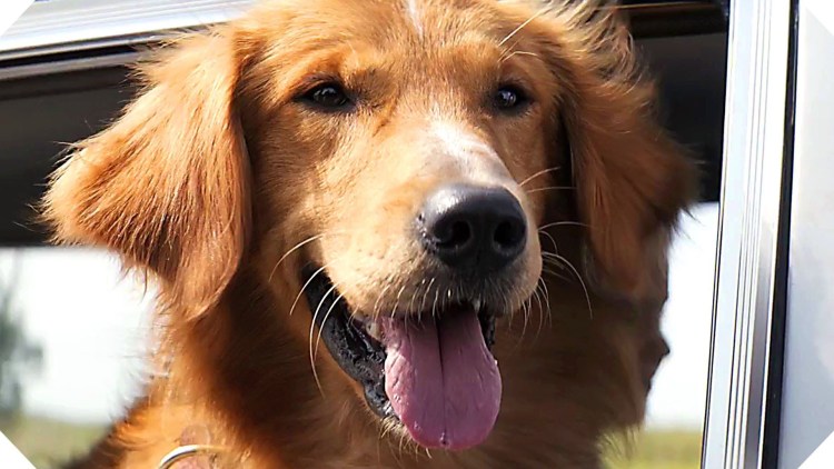 Золотистый ретривер Бейли