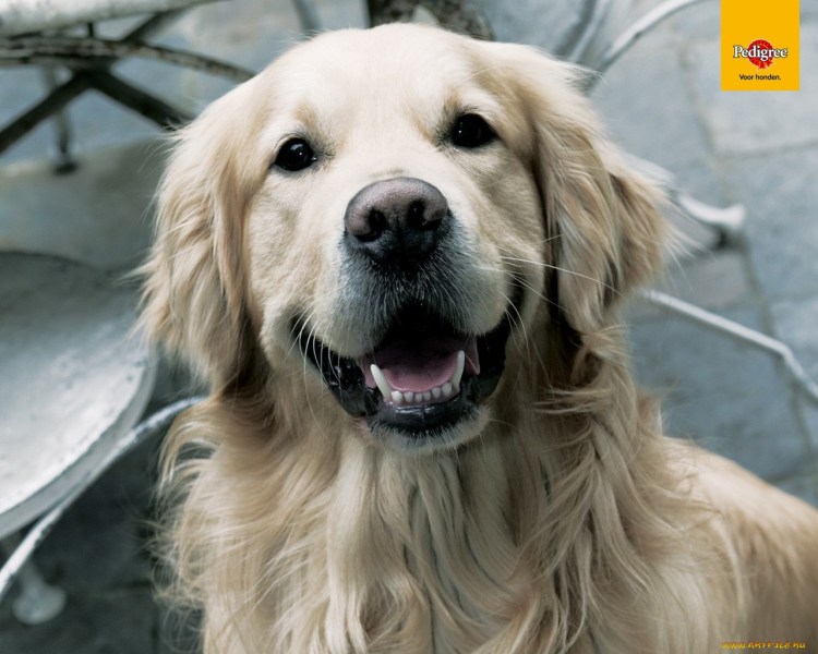 Золотистый ретривер pedigree