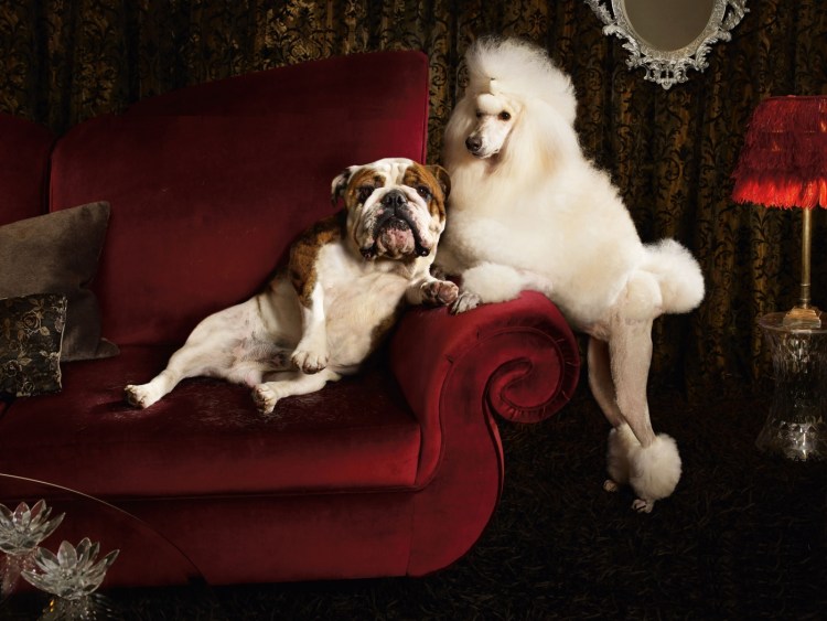 Животные в кресле