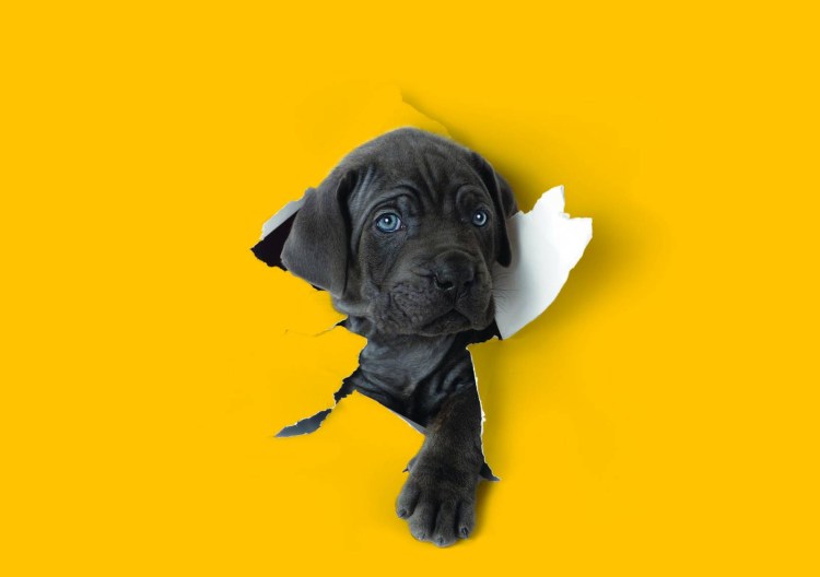 Вест-хайленд-ВАЦТ терьер