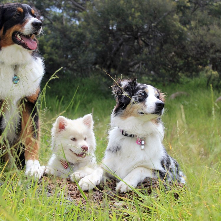 Четыре породы собак