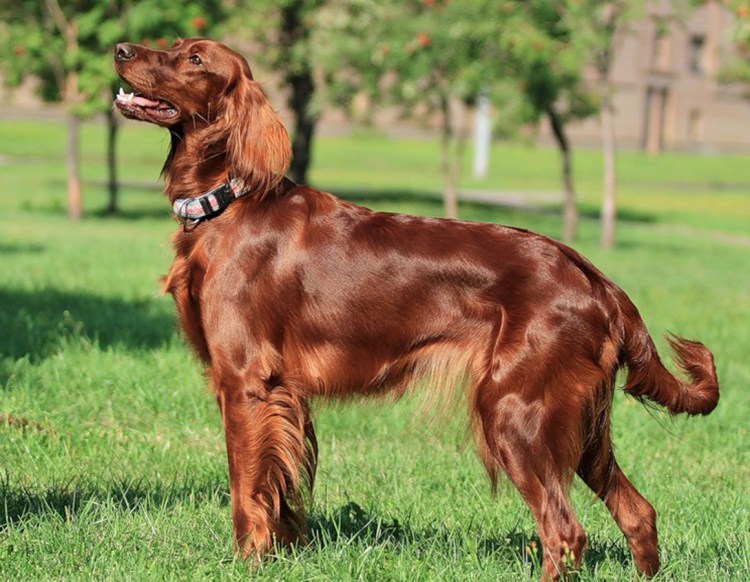 Ирландский красный сеттер