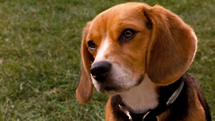 Кошки против собак порода собаки