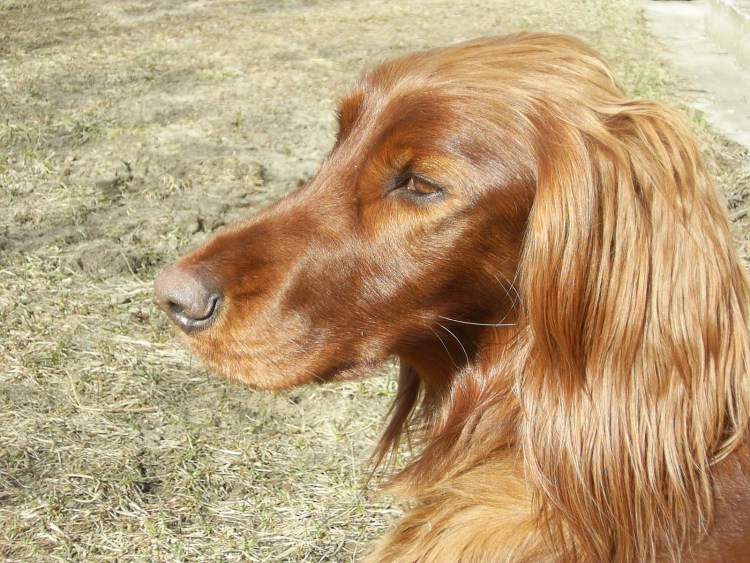 Сеттер Чаппи