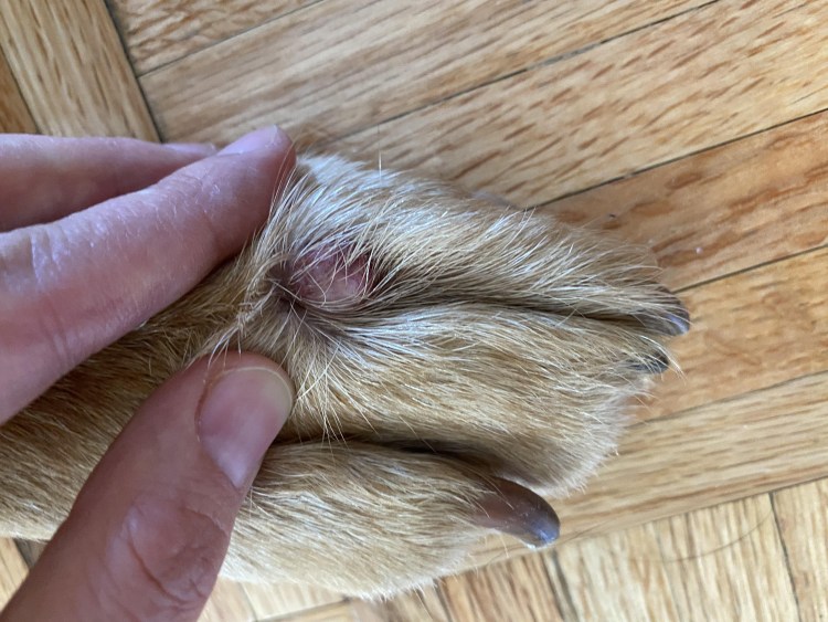 Шишка на лапе у лабрадора