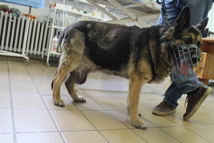 Собака с большими яичками