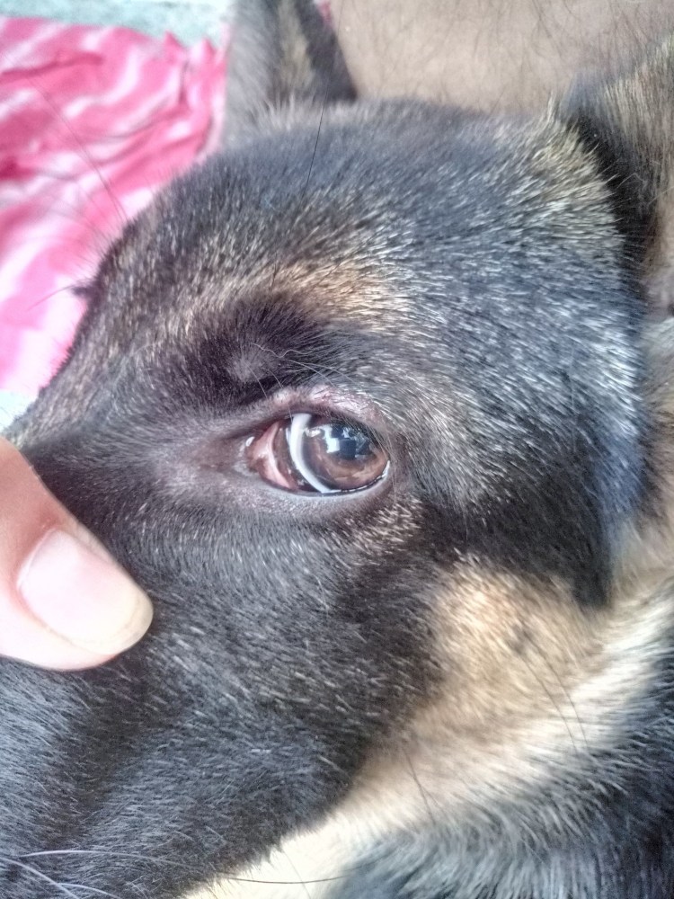 У собаки опужхла лапка