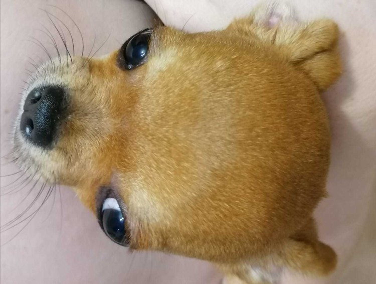 Померанский шпиц стандарт породы