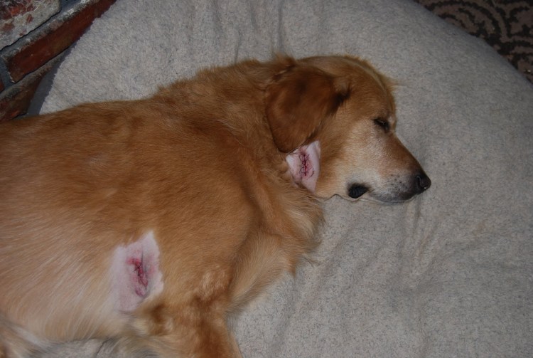 Воспаление подушечек лап