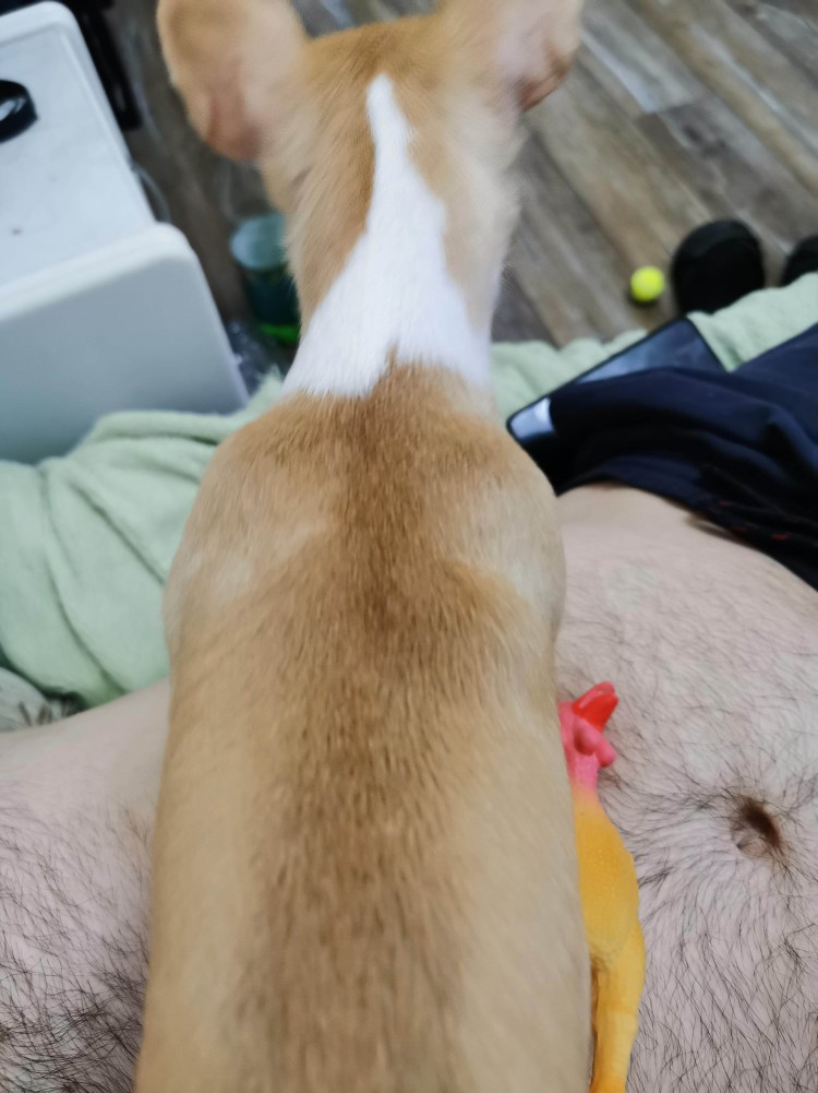 Стригущий лишай (дерматофитоз