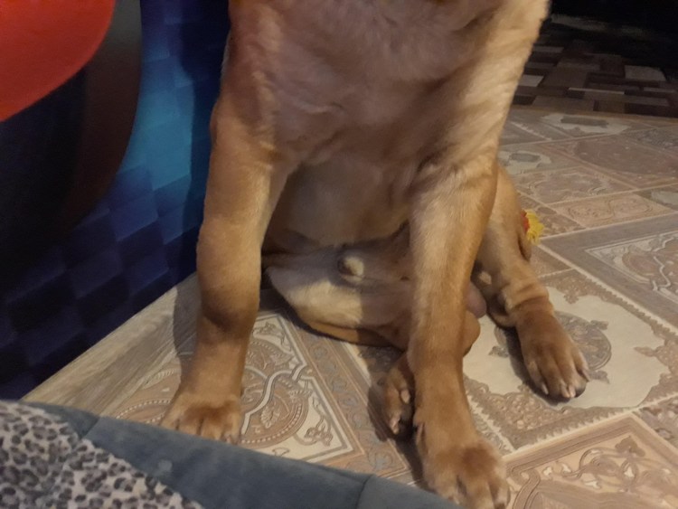 Гигрома локтевого сустава у собак