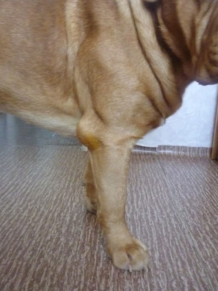 Размет лап у ретривера