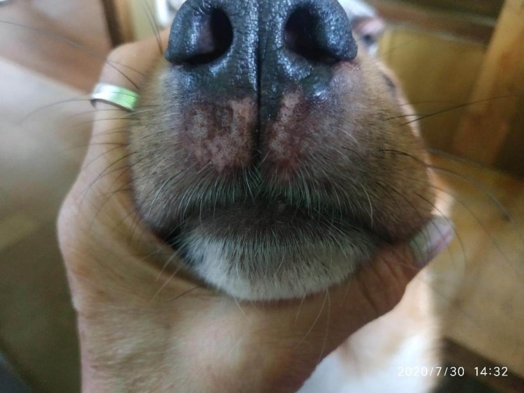 Крапивница у стаффордширского терьера