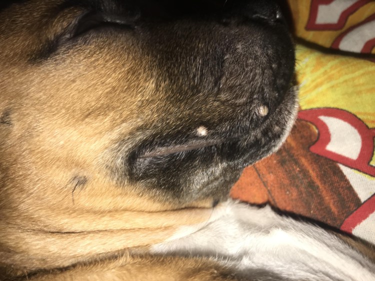 Папилломавирус у животных