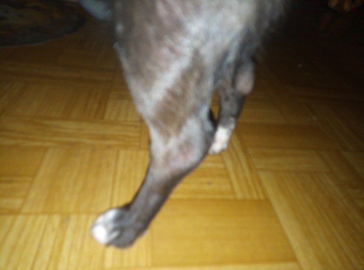 Увеличена молочная железа у собаки