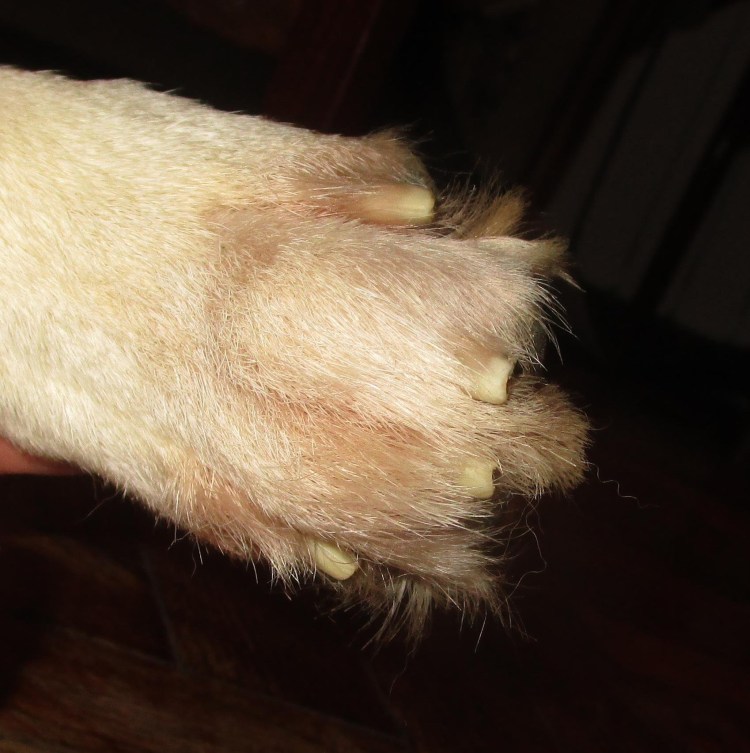 Дисплазия у Кане Корсо