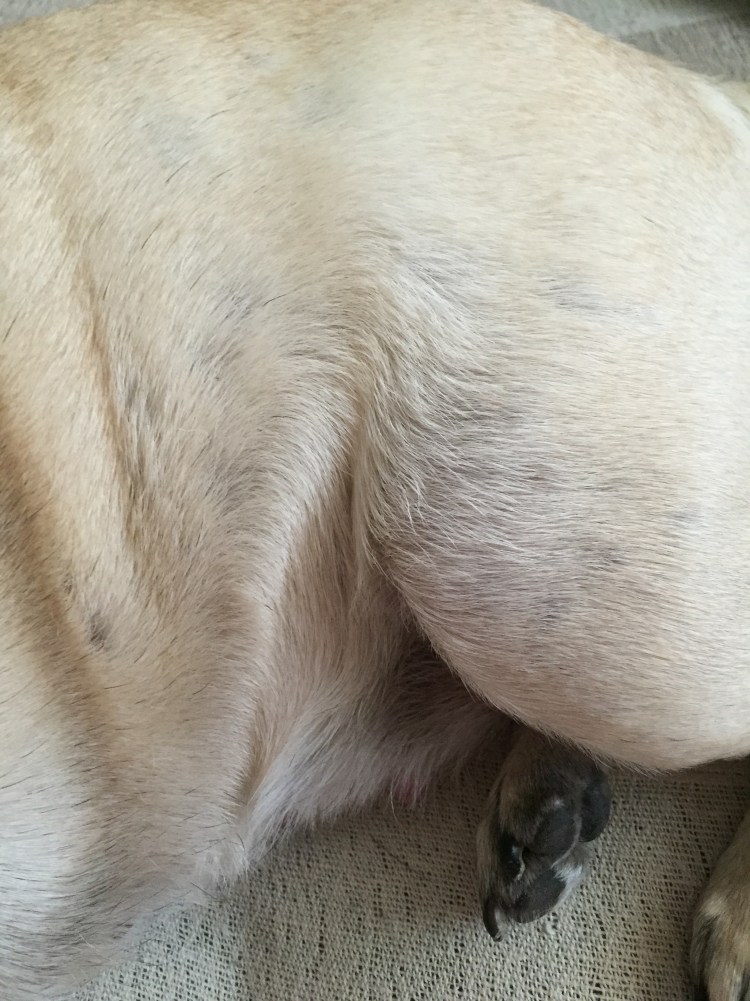 Голландская овчарка Квазимодо