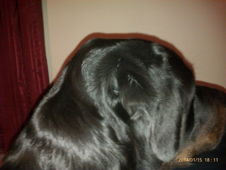 Кератит овчарок паннус