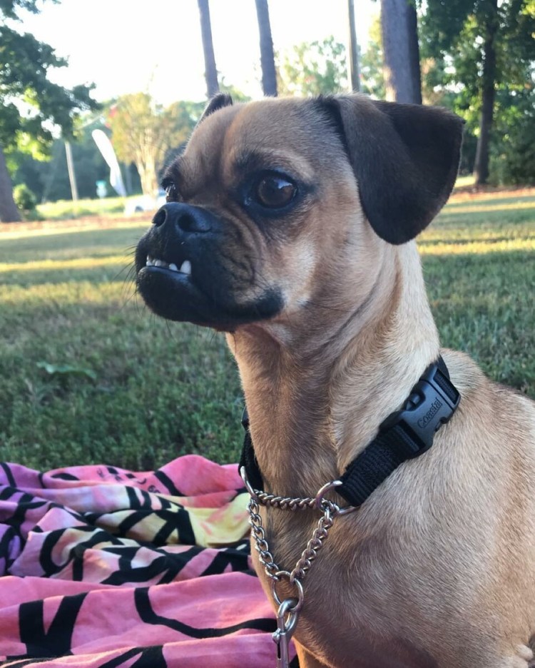 Метис МОПСА И чихуахуа