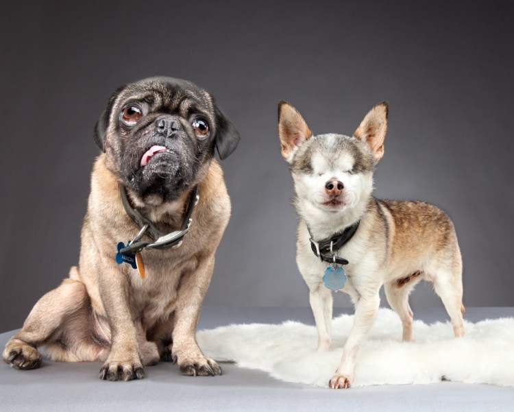 Мопс скрещенный с чихуахуа