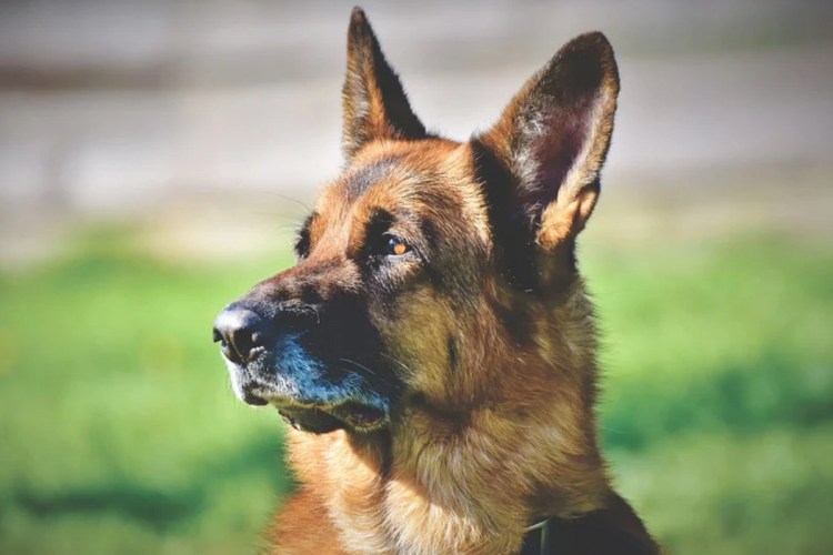 Такса и питбуль смесь