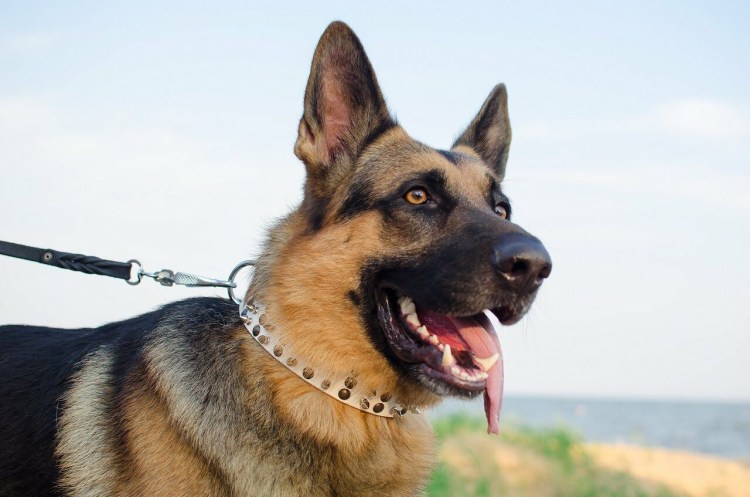 Бультерьер Эволюция породы