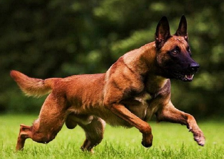 Ротвейлер и немецкая овчарка