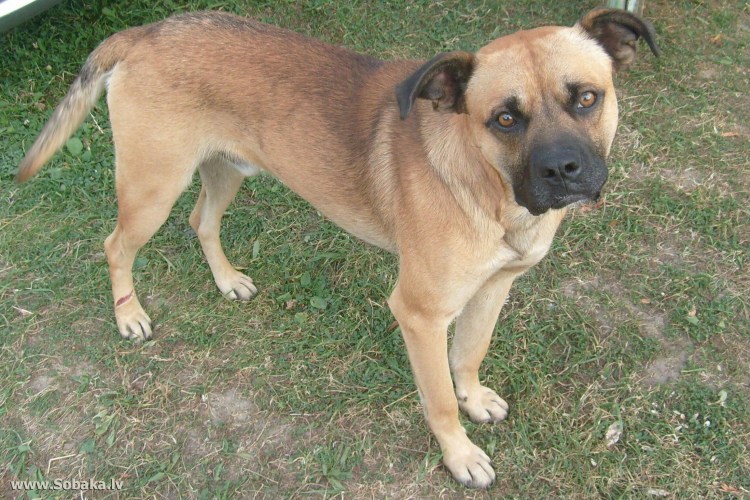 Метис боксера и овчарки