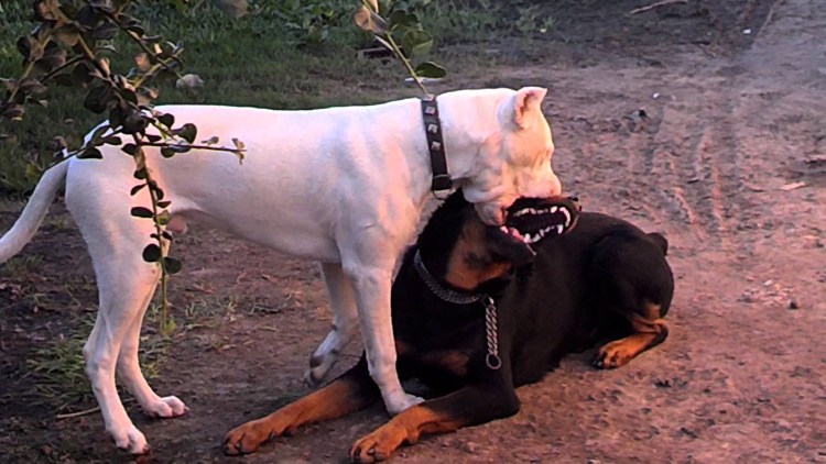 Бельгийский малинуа