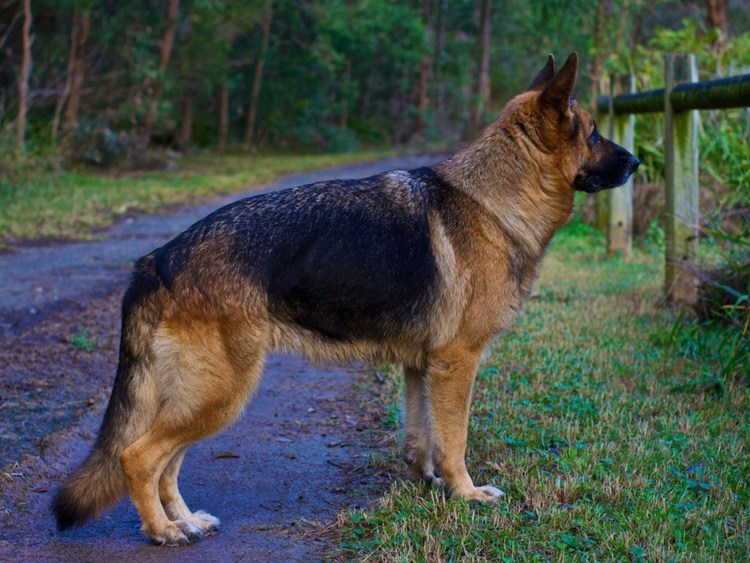 Эволюция немецкой овчарки