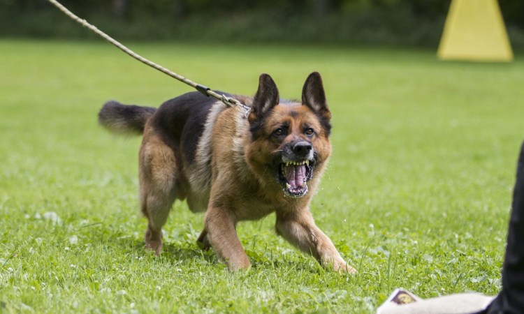 Среднеазиатских овчарок пастушьи