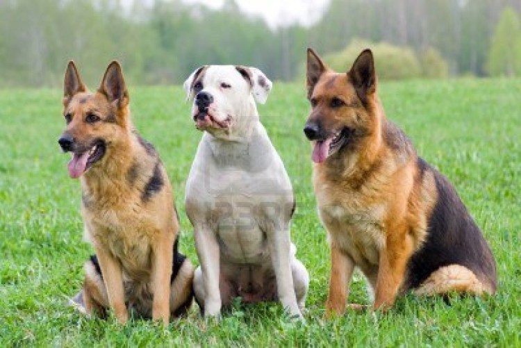 Немецкая овчарка и бульдог