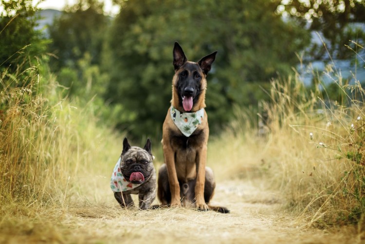 Немецкая овчарка и бульдог