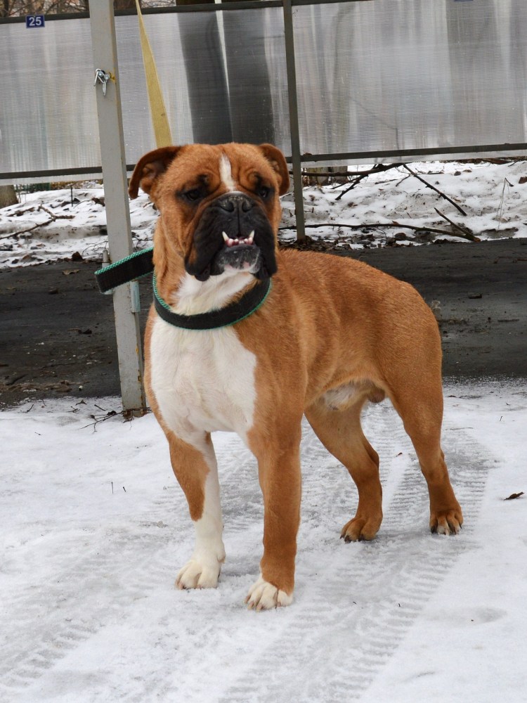 Немецкий боксер метис