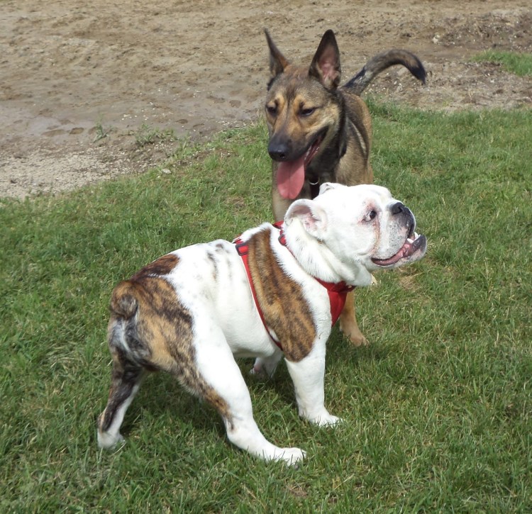 Немецкая овчарка и бульдог