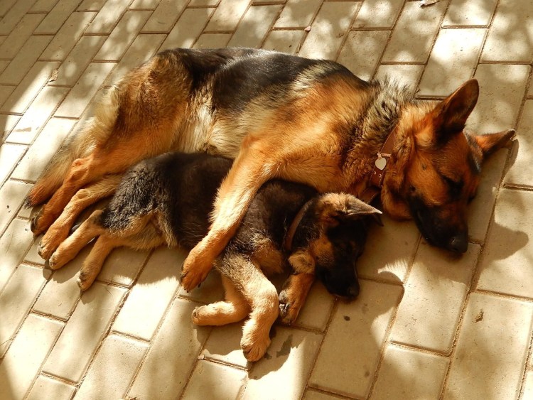 Статуэтка "немецкая овчарка"