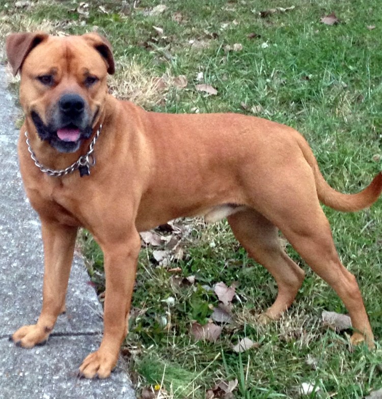 Метис боксера