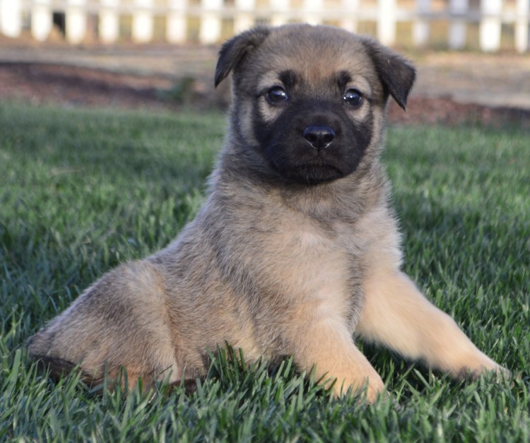Метис овчарки и бульдога
