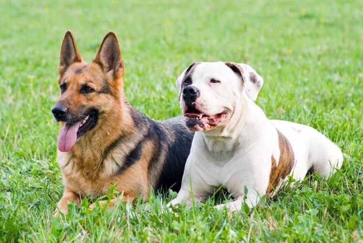 Овчарка и бульдог