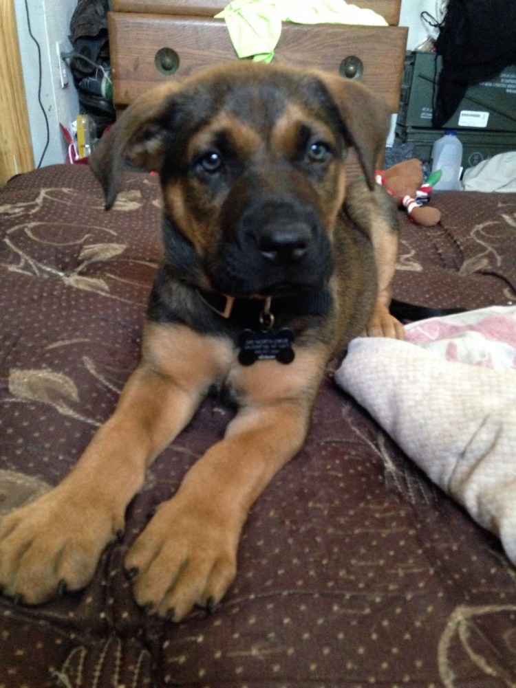 Смесь немецкой овчарки и лабрадора